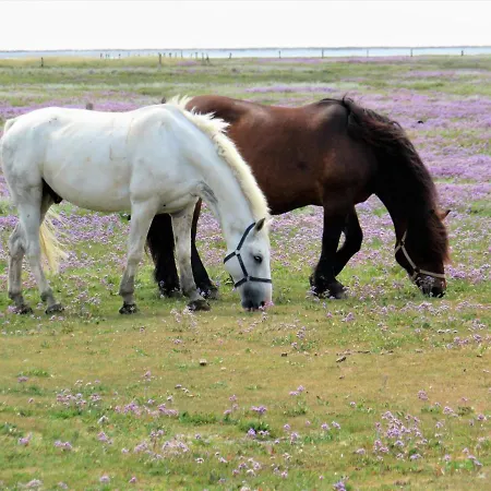 Feriehus Seewind1 Juist